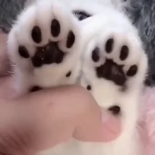@webcutes | @ok_sticker_bot — 10