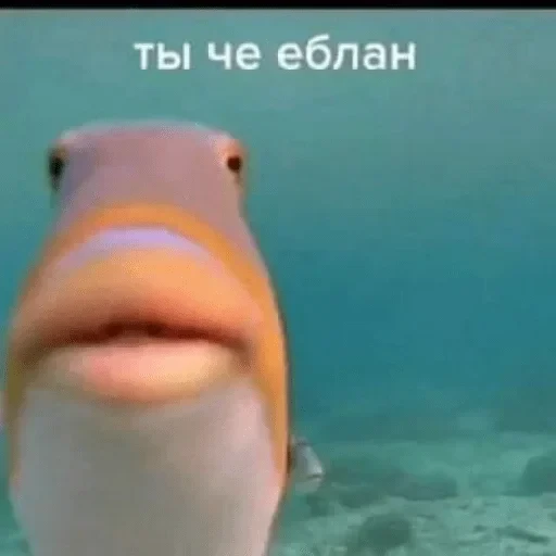 Стикеры — 43
