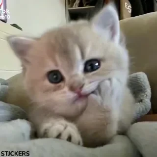 Стикеры ТУТ👇 @ok_sticker_bot — 5