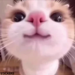 Стикеры ТУТ👇 @ok_sticker_bot