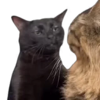 TikTok Animals СТИКЕРЫ 👇 @ok_sticker_bot — 1