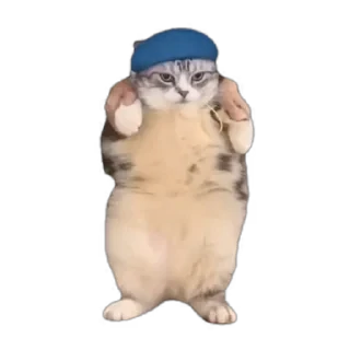 TikTok Animals СТИКЕРЫ 👇 @ok_sticker_bot — 11