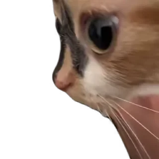 TikTok Animals СТИКЕРЫ 👇 @ok_sticker_bot — 12