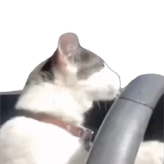 TikTok Animals СТИКЕРЫ 👇 @ok_sticker_bot — 13