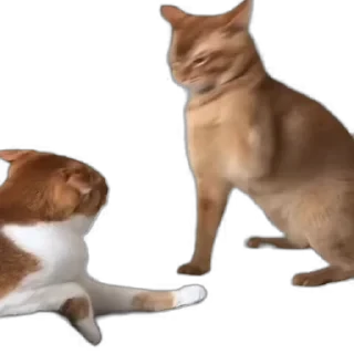 TikTok Animals СТИКЕРЫ 👇 @ok_sticker_bot — 16