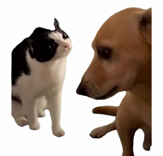 TikTok Animals СТИКЕРЫ 👇 @ok_sticker_bot — 17