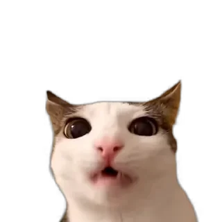 TikTok Animals СТИКЕРЫ 👇 @ok_sticker_bot — 18