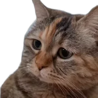 TikTok Animals СТИКЕРЫ 👇 @ok_sticker_bot — 19