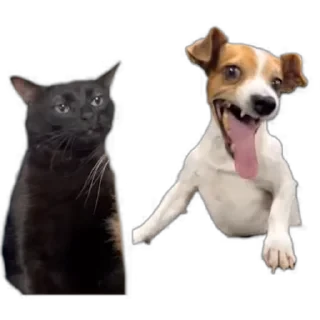 TikTok Animals СТИКЕРЫ 👇 @ok_sticker_bot — 20