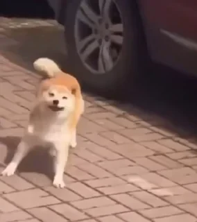 TikTok Animals СТИКЕРЫ 👇 @ok_sticker_bot — 3