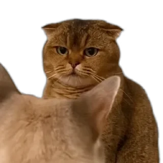 TikTok Animals СТИКЕРЫ 👇 @ok_sticker_bot — 22