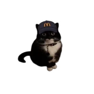TikTok Animals СТИКЕРЫ 👇 @ok_sticker_bot — 23