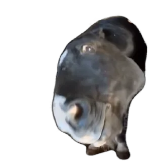 TikTok Animals СТИКЕРЫ 👇 @ok_sticker_bot — 25