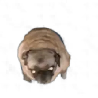 TikTok Animals СТИКЕРЫ 👇 @ok_sticker_bot — 27
