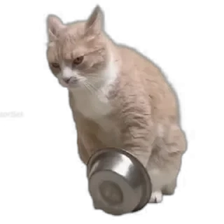TikTok Animals СТИКЕРЫ 👇 @ok_sticker_bot — 28