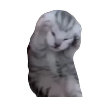 TikTok Animals СТИКЕРЫ 👇 @ok_sticker_bot — 29