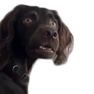 TikTok Animals СТИКЕРЫ 👇 @ok_sticker_bot — 30
