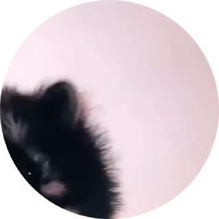 TikTok Animals СТИКЕРЫ 👇 @ok_sticker_bot — 4