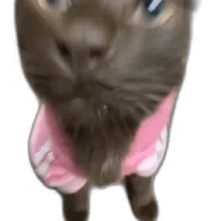 TikTok Animals СТИКЕРЫ 👇 @ok_sticker_bot — 32