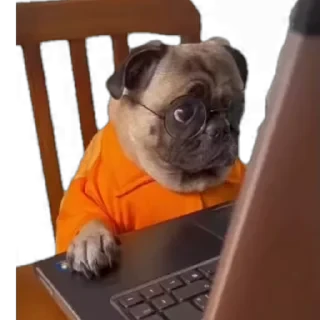 TikTok Animals СТИКЕРЫ 👇 @ok_sticker_bot — 36