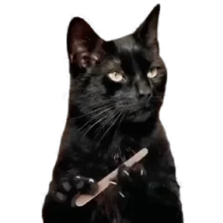 TikTok Animals СТИКЕРЫ 👇 @ok_sticker_bot — 37