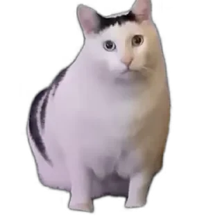 TikTok Animals СТИКЕРЫ 👇 @ok_sticker_bot — 38