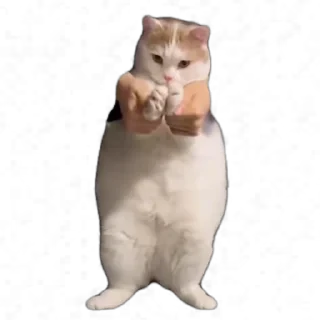 TikTok Animals СТИКЕРЫ 👇 @ok_sticker_bot — 39