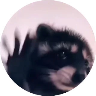 TikTok Animals СТИКЕРЫ 👇 @ok_sticker_bot — 5