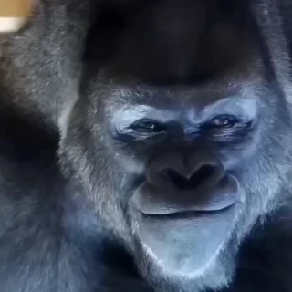 TikTok Animals СТИКЕРЫ 👇 @ok_sticker_bot — 41