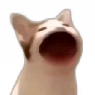 TikTok Animals СТИКЕРЫ 👇 @ok_sticker_bot — 43