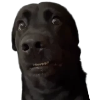 TikTok Animals СТИКЕРЫ 👇 @ok_sticker_bot — 44
