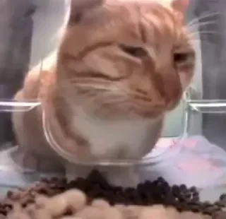 TikTok Animals СТИКЕРЫ 👇 @ok_sticker_bot — 45