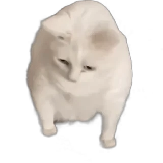 TikTok Animals СТИКЕРЫ 👇 @ok_sticker_bot — 46