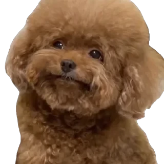 TikTok Animals СТИКЕРЫ 👇 @ok_sticker_bot — 47