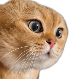 TikTok Animals СТИКЕРЫ 👇 @ok_sticker_bot — 48