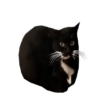 TikTok Animals СТИКЕРЫ 👇 @ok_sticker_bot — 49