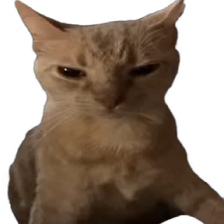 TikTok Animals СТИКЕРЫ 👇 @ok_sticker_bot — 6