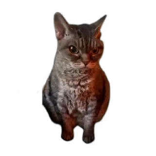 TikTok Animals СТИКЕРЫ 👇 @ok_sticker_bot — 51
