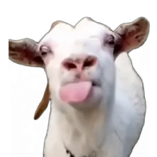 TikTok Animals СТИКЕРЫ 👇 @ok_sticker_bot — 53