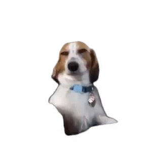 TikTok Animals СТИКЕРЫ 👇 @ok_sticker_bot — 54