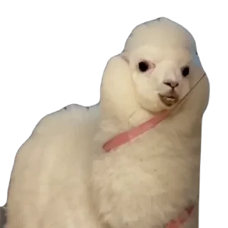 TikTok Animals СТИКЕРЫ 👇 @ok_sticker_bot — 55