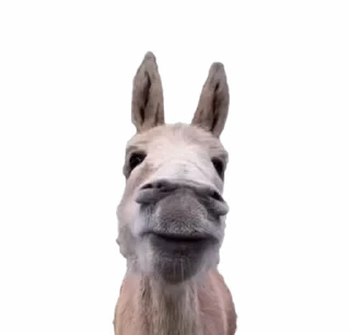 TikTok Animals СТИКЕРЫ 👇 @ok_sticker_bot — 56