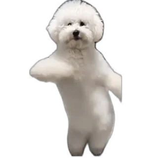 TikTok Animals СТИКЕРЫ 👇 @ok_sticker_bot — 58