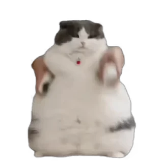 TikTok Animals СТИКЕРЫ 👇 @ok_sticker_bot — 59