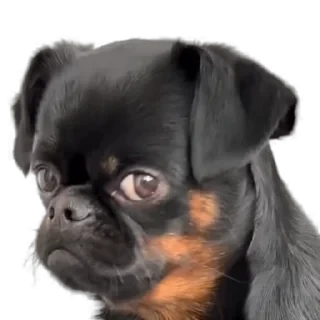 TikTok Animals СТИКЕРЫ 👇 @ok_sticker_bot — 60