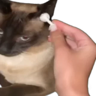 TikTok Animals СТИКЕРЫ 👇 @ok_sticker_bot — 8