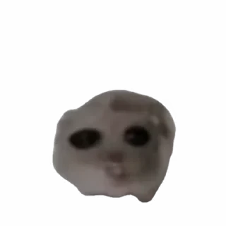 TikTok Animals СТИКЕРЫ 👇 @ok_sticker_bot — 9