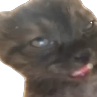 TikTok Animals СТИКЕРЫ 👇 @ok_sticker_bot — 10