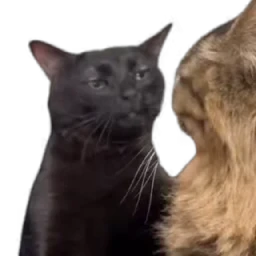 TikTok Animals СТИКЕРЫ 👇 @ok_sticker_bot