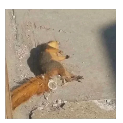TikTok mem — 36